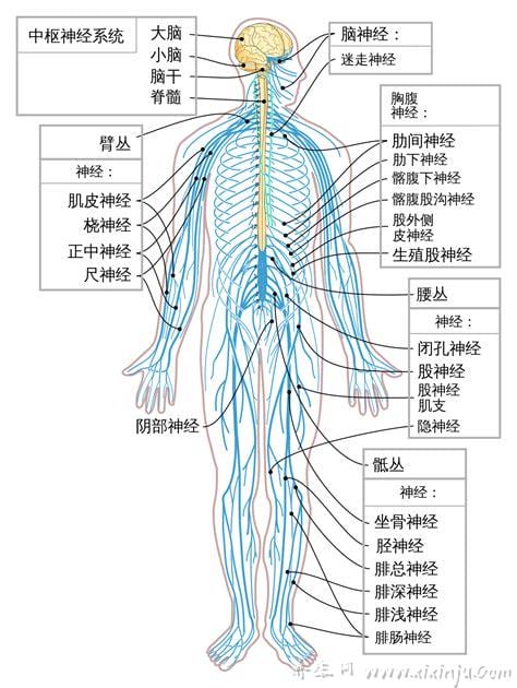 神经系统的组成