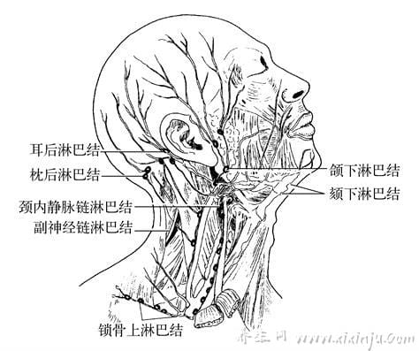 颈部淋巴在哪个位置