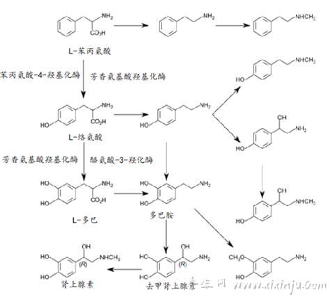 去甲肾上腺素的作用