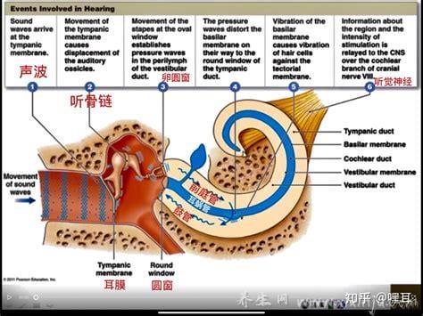 中耳半规管是什么意思